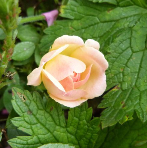 rosier-phyllis-bide---mai-2014---rose-a-peine-eclose.jpg