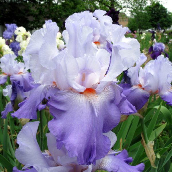 iris-irises-flower-white-blue-Iris-Stars-and-Stripes-1.jpg