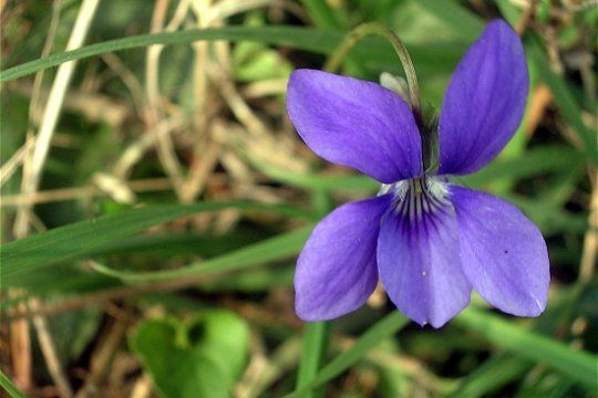 violettes-claude-renouf-jardin-fleurs-538923.jpg