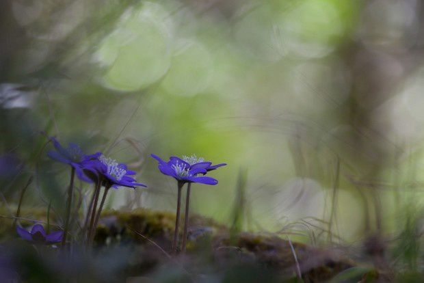 anemones-en-sous-bois-620.jpg