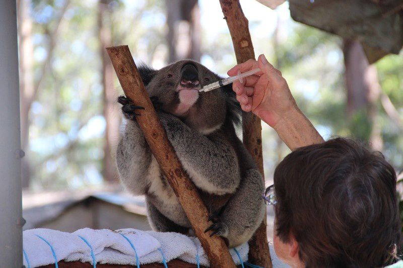 koala0001.jpg