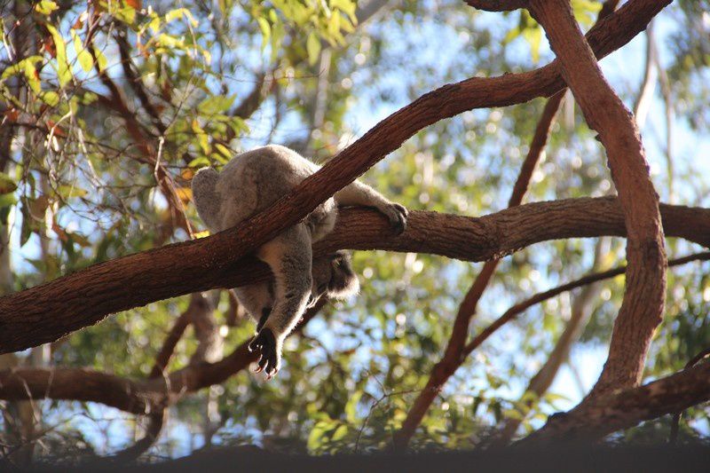 koala0003.jpg