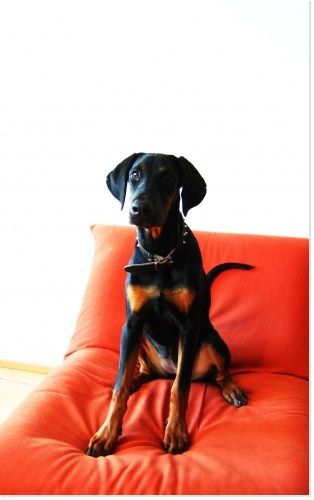 Chien