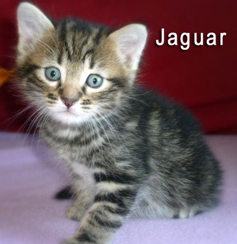 Jaguar-copie.jpg