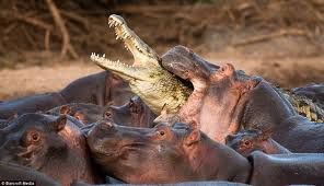 hippo mange croko