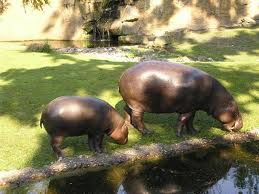 hippopotame nain