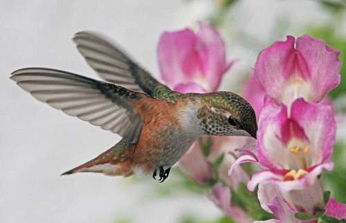 hummingbirdcolibri 26151