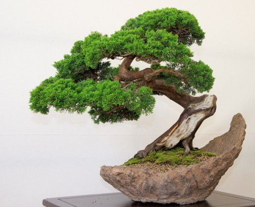 bonsai-7-505x411