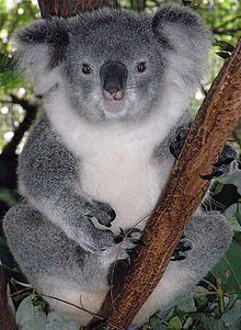 220px-Friendly_Female_Koala.JPG