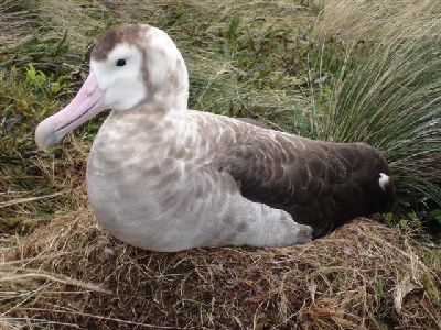 Albatros-d-amsterdam.jpg