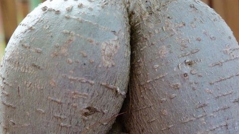Résultat de recherche d'images pour "ficus ginseng fesses"