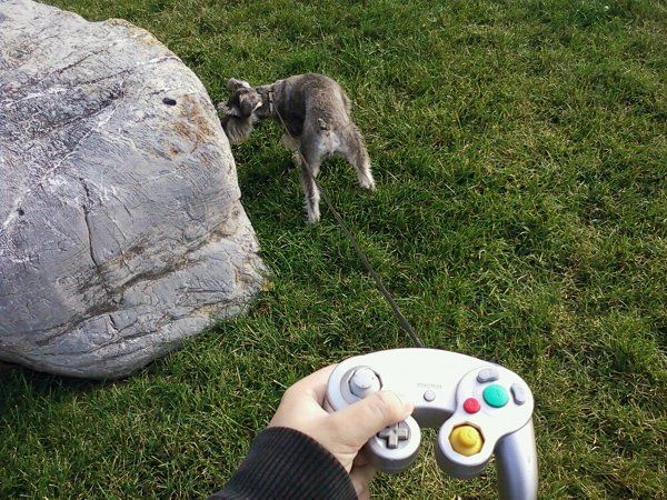 nintendog-en-vrai.jpg