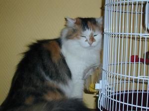 princfi.jpg