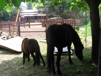 ranch-ganshoren-chevaux.jpg