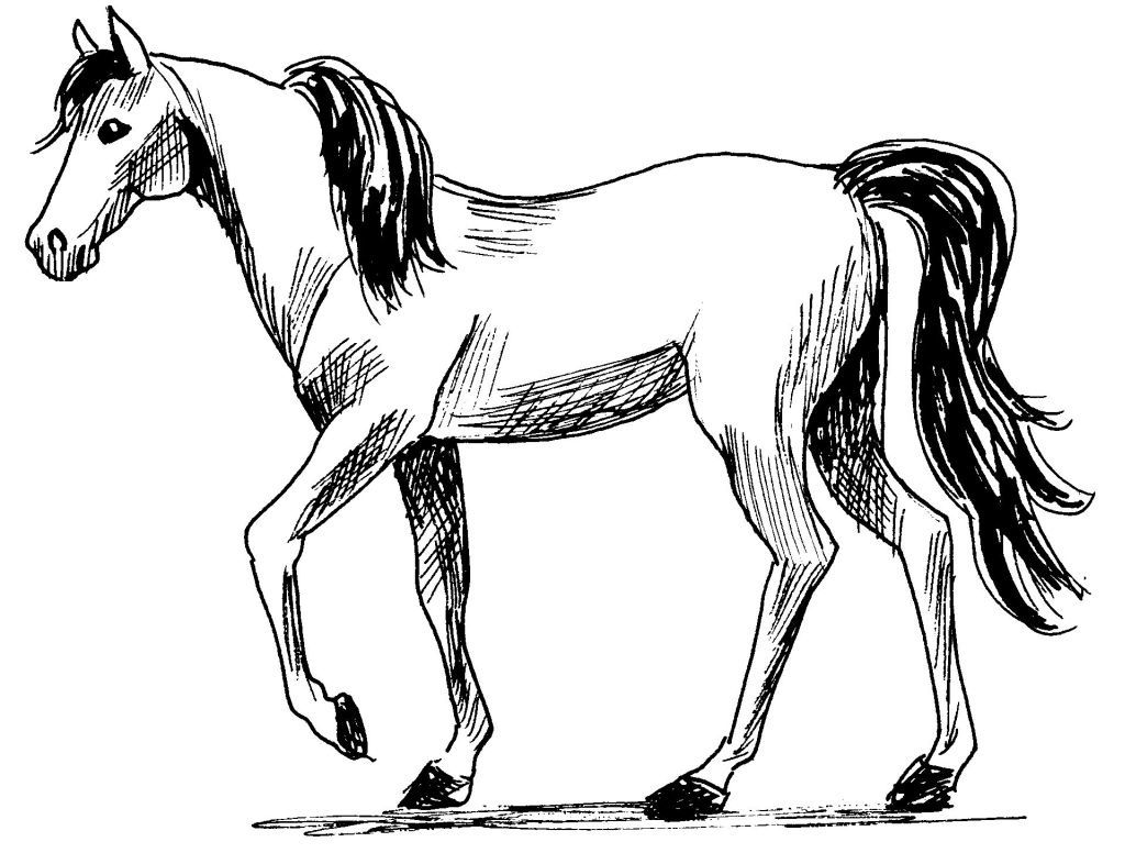 Dessin coloriage animal cheval au pas Education article dessin coloriage animal cheval au pas