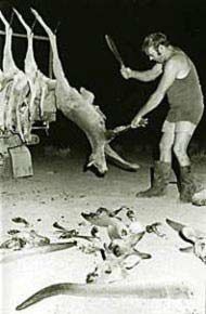 massacre-de-kangourous.jpg