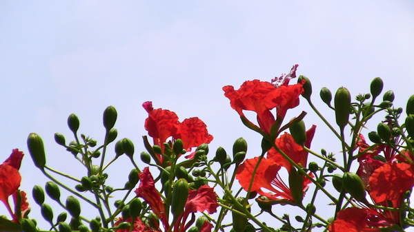 449kochi