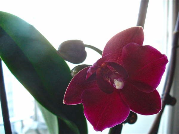 orchidee01