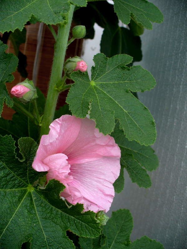 roses001