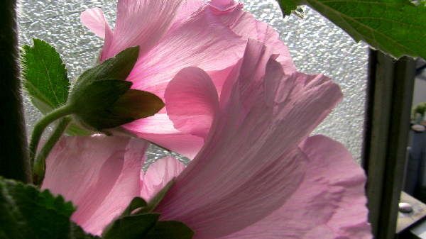 roses006