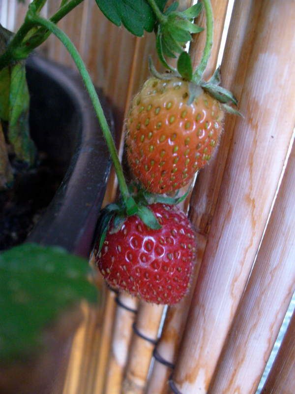 fraises02