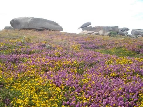 grand_site_naturel_de_ploumanach_imagelarge.jpg