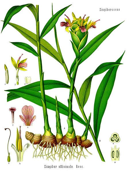Zingiber_officinale_-_Kohler-s_Medizinal-Pflanzen-146.jpg