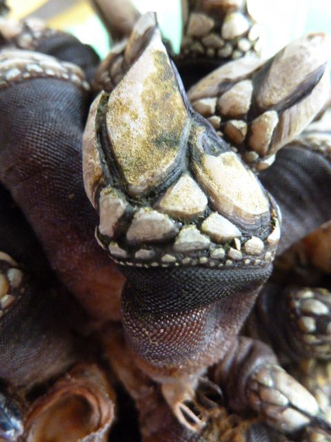 pouce-pied-014.JPG