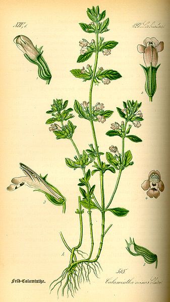 337px-Illustration_Satureja_acinos0.jpg