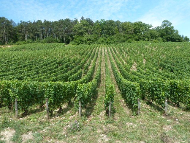 Chablis-016.JPG