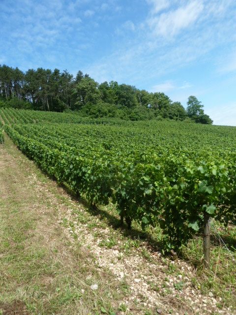 Chablis-018.JPG