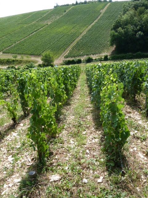 Chablis-022.JPG