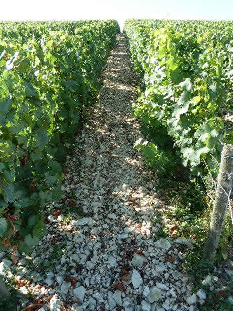 Chablis 034