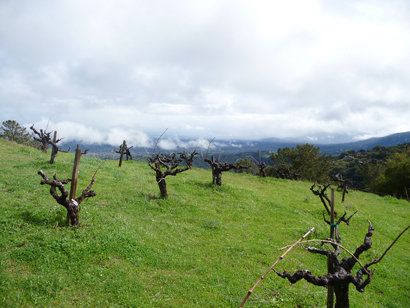 zinfandel.jpg
