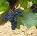 tannat.3.jpg