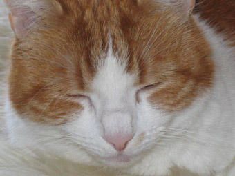 Lettres A Mon Chat 1 Le Journal Brode D Isahv