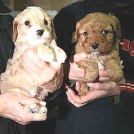 scampy_ucky_02.jpg