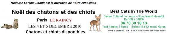 Le Raincy Noël des chatons et chiots 2010