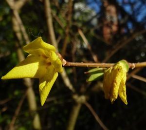 forsythia en fleurs au Raincy le 26 décembre 2011