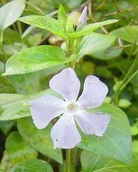 pervenche vinca major