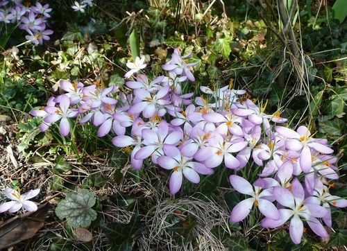 Crocus