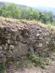 souche poussee dans un mur en pierre seche