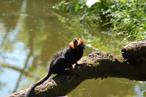 Capucin---t-te-dor-e-Zoo-de-Salzburg.jpg