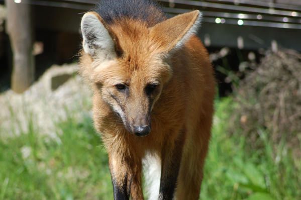 Loup-d-Australie.jpg