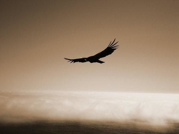 Condor_by_alternative_beauty