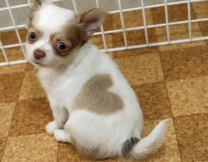 chiencoeur.JPG
