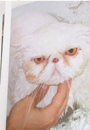 wetcats2