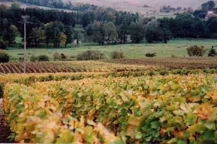 Les Guillerettes, Pinots Noirs et Pinots Meuniers