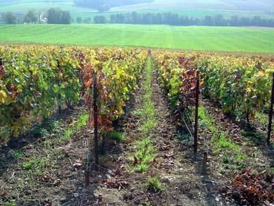 Le Grand Marais - Vieille vigne de Pinot Meunier