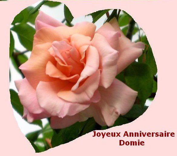 domie-rose.JPG